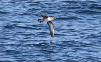 Comme son nom l'indique, il niche sur des &icirc;les espagnoles. C'est...