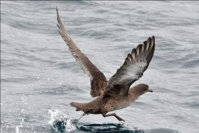 Quel est ce puffin qui porte tr&egrave;s bien son nom ?