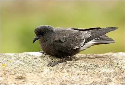 Quel est ce petit oc&eacute;anite ?