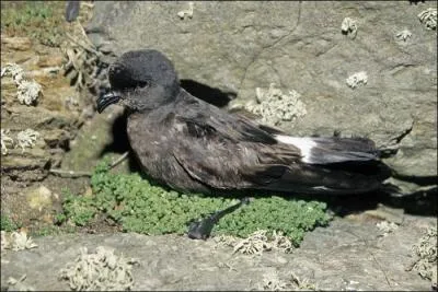 Quel est cet oc&eacute;anite, un des plus communs de France ?