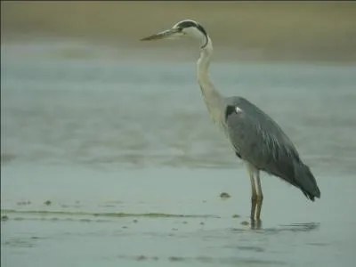 Quel est le plus grand héron de France ?