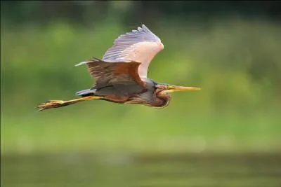 Quel est ce héron du genre Ardea ?