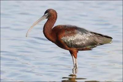 Quel est le seul ibis de France ?