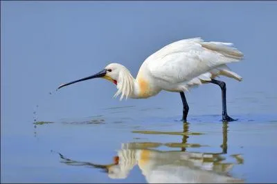 Quel est cet oiseau au bec reconnaissable ?