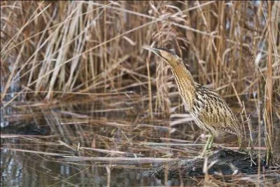 Quel est ce héron très discret ?