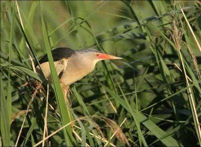 Quel est le plus petit des hérons ?