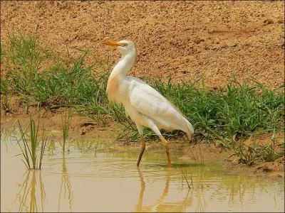 Quel le plus petit des "hérons blancs" ?