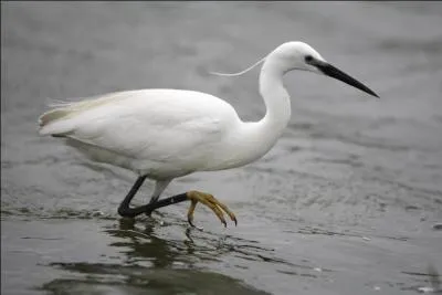 Des deux autres "hérons blancs", quel est le plus commun en France ?