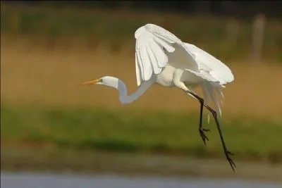 Quel est le plus grand des "hérons blancs" ?
