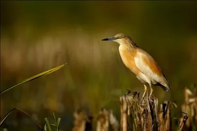 Quel est ce petit héron du Sud de l'Europe ?