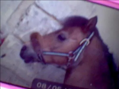 Est-ce un licol ou un filet ?