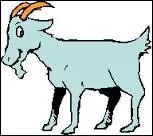 Quel est cet animal ?