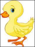 Quiz Animaux