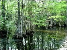 Lors de quelle saison les touristes viennent-ils le plus dans les Everglades ?