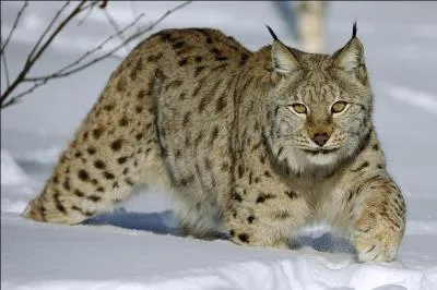 De qui Petit Lynx est-il le fils ?