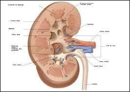 Le mot commence par : ba