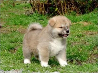 Depuis, environ, combien d'années existent-ils ?