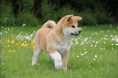 Quelles sont les couleurs de sa robe ?