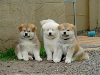 Comment leur queue est-elle ?