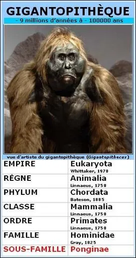 Maintenant soyons sérieux, ce que nous possédons le plus pour l'identifier sont...