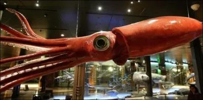 Pour en finir avec ce monstre, qui peut atteindre la longueur de 10 autobus, inspirant la peur et le respect, regardons un dernier aspect inquiétant. Dites-moi, selon certaines observations, quel peut être le diamètre de ces bouts de tentacules.