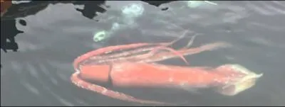 Bon, voici un calmar qui semble plus réel (si le précédent l'est, c'est une autre question) mais où a-t-il été photographié ?