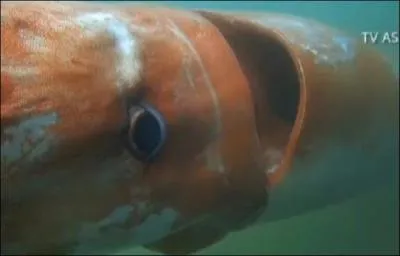 Regardez cet il qui vous regarde et dites-moi s'il s'agit du plus gros il du règne animal ?
