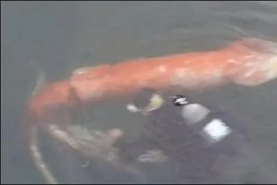 Pour les maniaques de chiffres, voici ma seule question chiffres ! Admirez le spécimen qui peut atteindre 13 mètres de long pour un poids de...