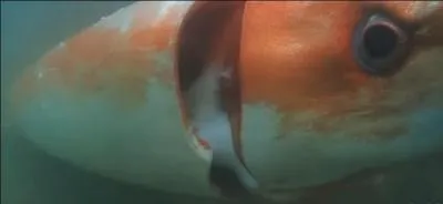 La durée de vie de l'Architeuthis dux est de 5 ans, ce qui donne à penser aux scientifiques que ladite bête...