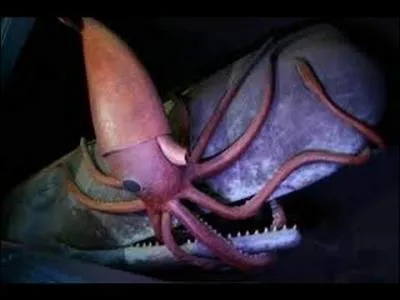 Attention, ne faites pas nécessairement le lien avec la question précédente. Voici une bataille entre un cachalot et un calmar géant ; le calmar est un animal...