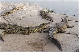 Cette ville est à 240 km d'Abidjan, et son maire est Gnrangbé Kouakou Kouadio (2016). La lèpre est encore présente dans ce joli endroit. Quelle ville abrite la basilique Notre-Dame de la paix ?