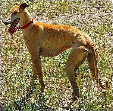 Je suis un chien de chasse souvent martyrisé par les chasseurs espagnols... Je suis souvent surnommé "galgo" ...
