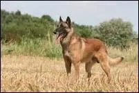 Je suis un chien souvent employé par le RAID. Je suis un ...