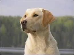 Je suis souvent employé comme guide d'aveugle, je suis très intelligent et très apprécié des enfants. Je suis un ...