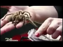 Priscila a mis une araignée dans la voiture d Angie.