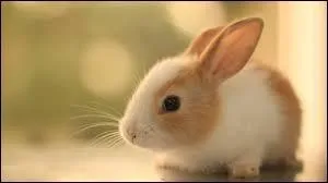 Quel est ce rongeur ?