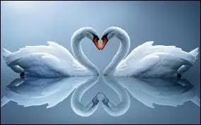 Quel est cet animal ?