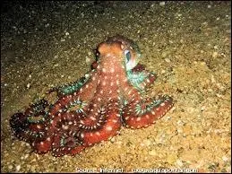 Combien de tentacules a une pieuvre ?