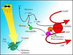 Par quoi est déclenchée une réaction photochimique ?