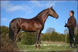 La longueur de son corps, de la pointe de l'épaule au vertèbres de la queue, est égale à...