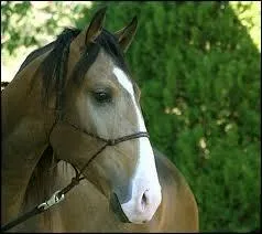 Quel est le profil de ce cheval de race ?