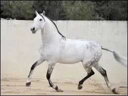 Quelles sont les robes possibles chez ce cheval ?