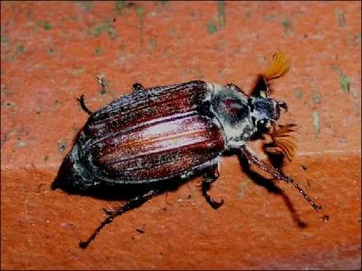 Un animal au corps métamérisé, au squelette externe avec une cuticule chitineuse et des appendices articulés est un :