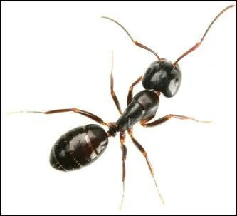 Quel est l'équivalent d'antennate ?