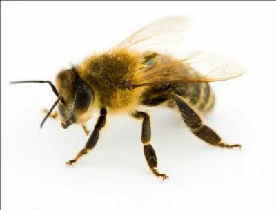 Possède 2 paires d'ailes mais ne mue pas à l'état adulte.