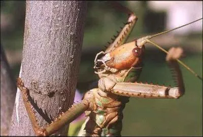 Pièces buccales de type broyeur.