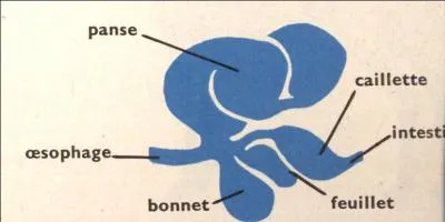 Quel animal possède un estomac à 4 poches ( panse, feuillet, bonnet, caillette ) ?