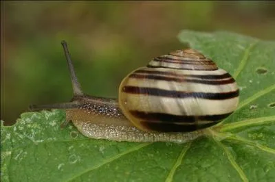 Possède une coquille d'une seule pièce et généralement spiralée.