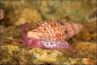 Que possède un mollusque ?