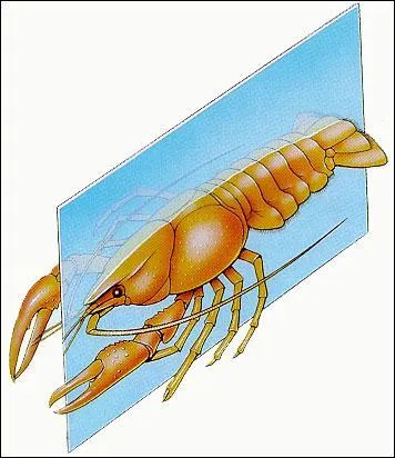 Comment dit-on qu'un animal présente 2 axes de polarité ?